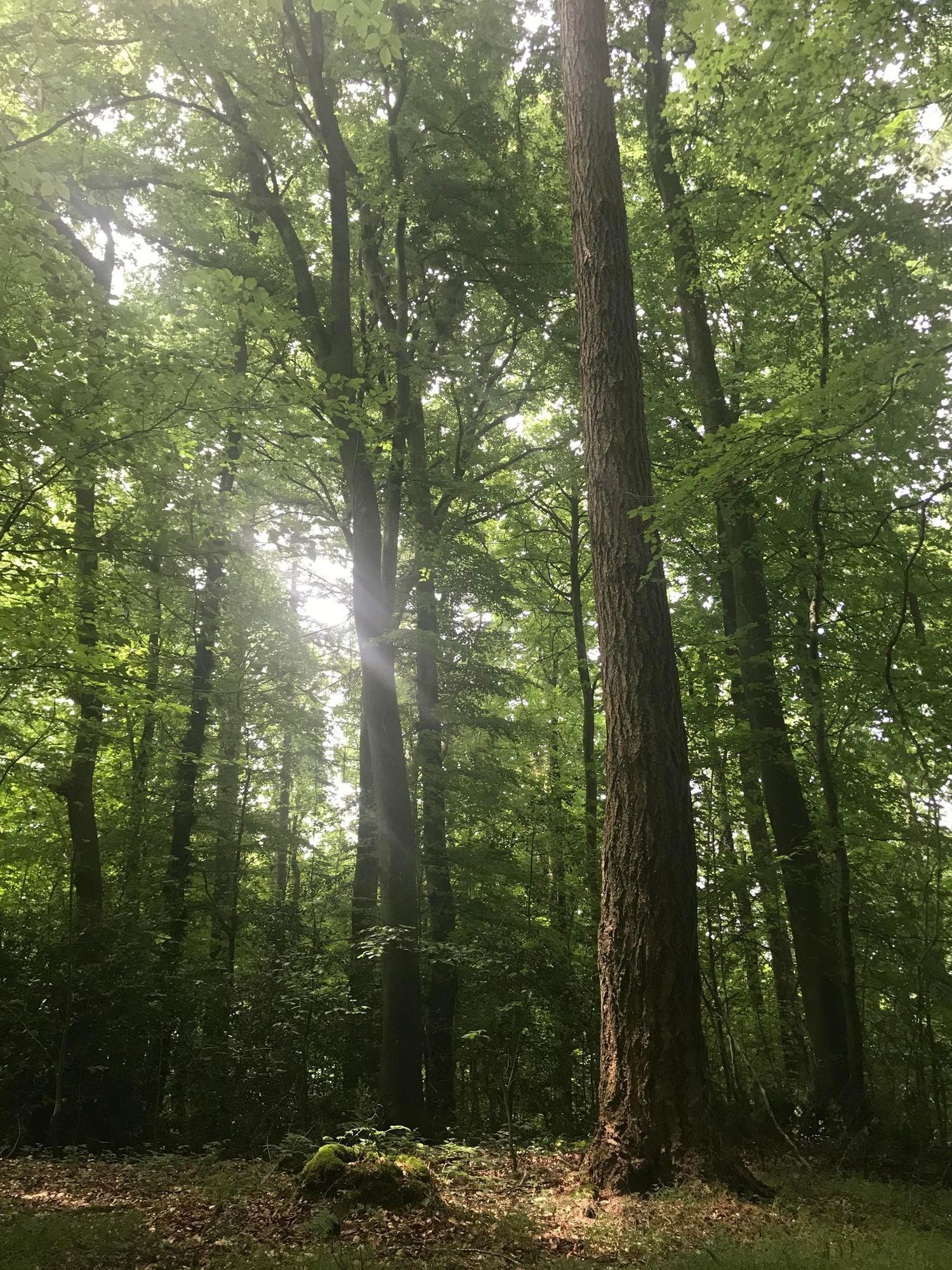 Nous étions la forêt